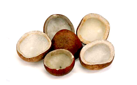 coconut-cpore