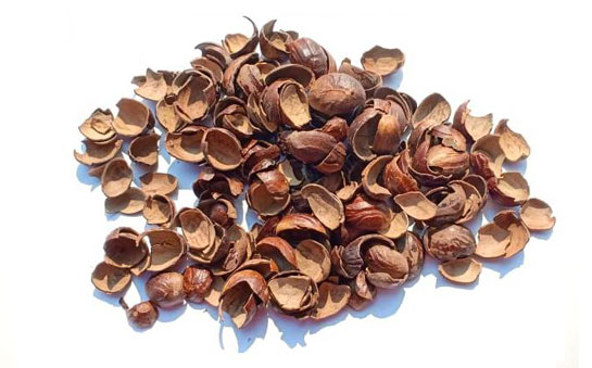 nutmeg-shell